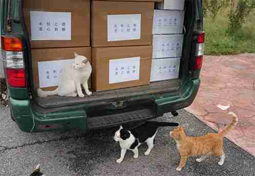 2024《永恒之塔》携手玩家登陆“上海猫岛”参与公益项目关爱社区流浪猫