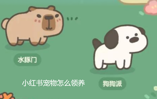 小红书宠物领养全攻略